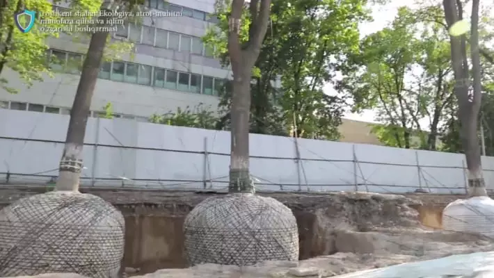 Власти опровергли рубку деревьев на территории бывшего здания СНБ