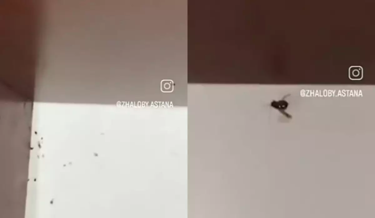 Ползают даже в постели: тараканы заполонили общежитие колледжа в Астане (ВИДЕО)