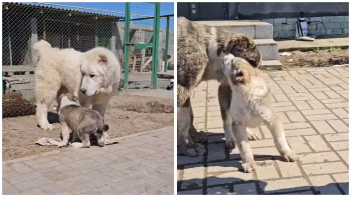 Заводчица из Алматы показала как воспитываются щенки алабаев