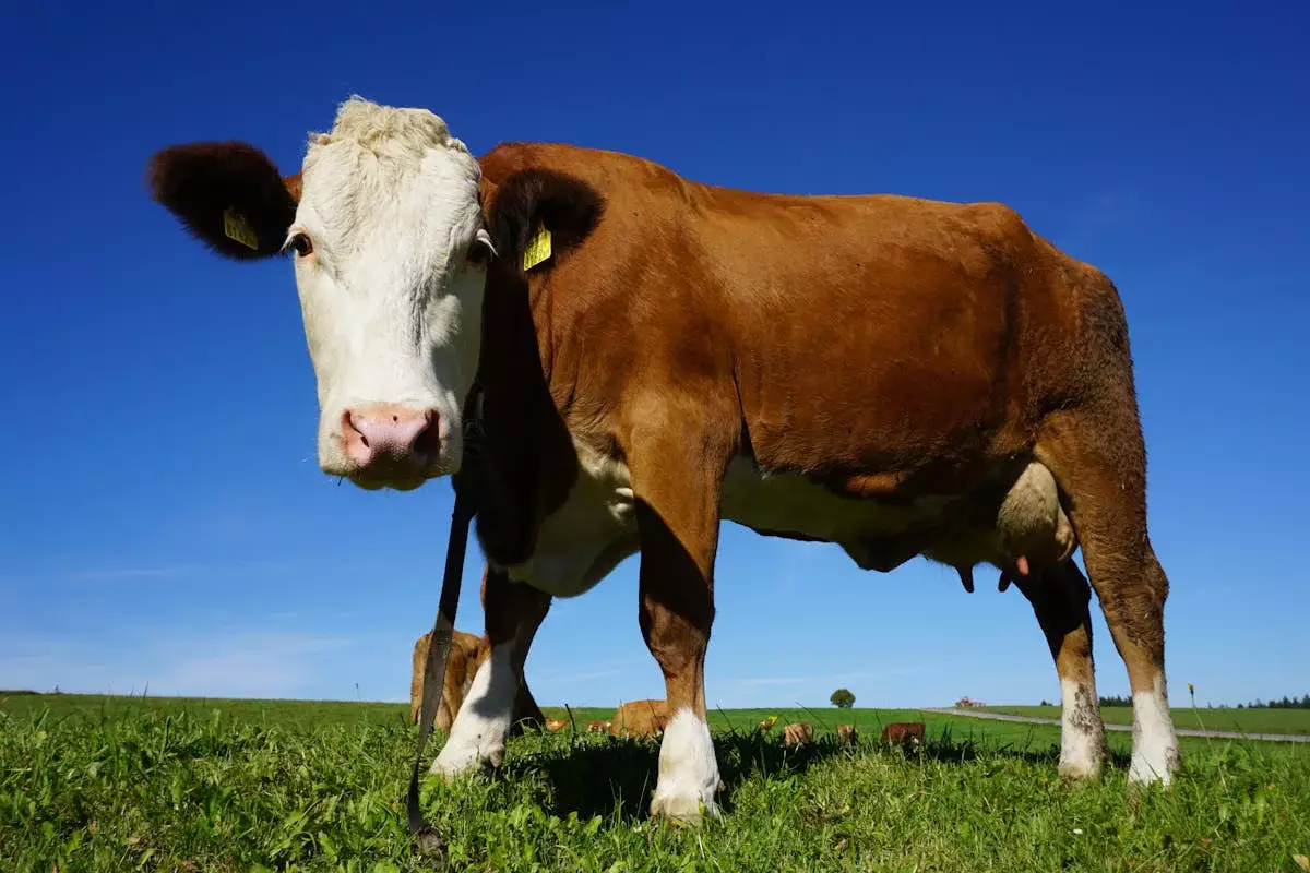 Мясо инфицированных бруцеллезом животных пойдет на переработку в Карагандинской области