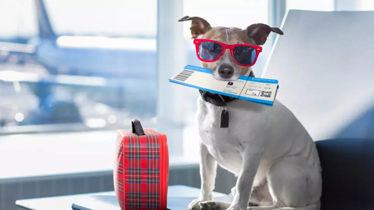 Авиакомпания для собак появилась в США