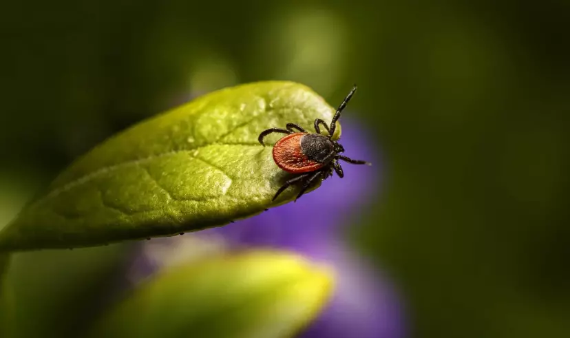Клещи атакуют: насекомые покусали почти 2 тысячи жителей ВКО