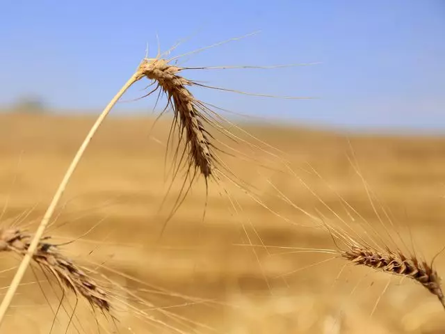 В Казахстане планируют реализовать 13 проектов по переработке зерновых 