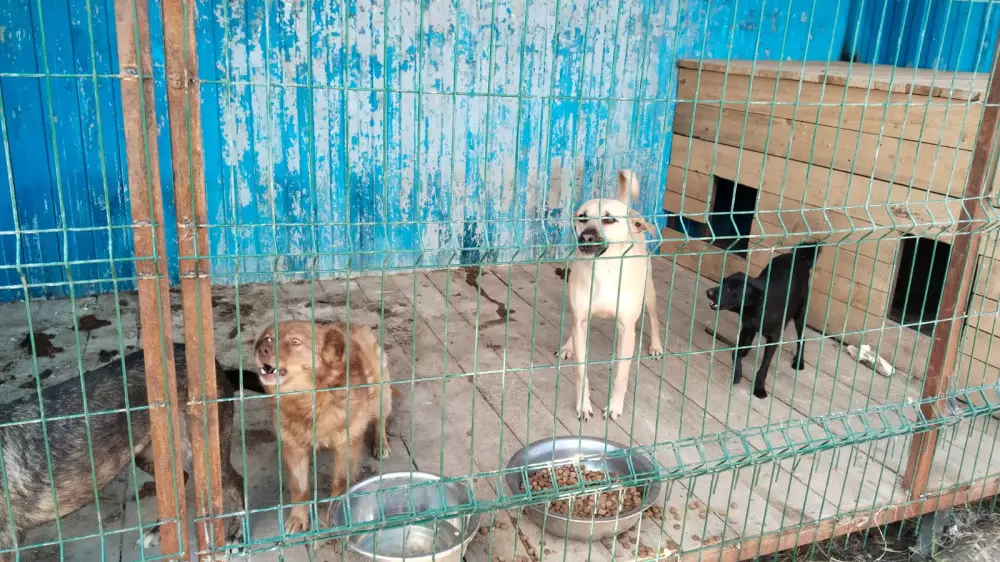 Паводки в Казахстане: спасенных собак и кошек бросили хозяева