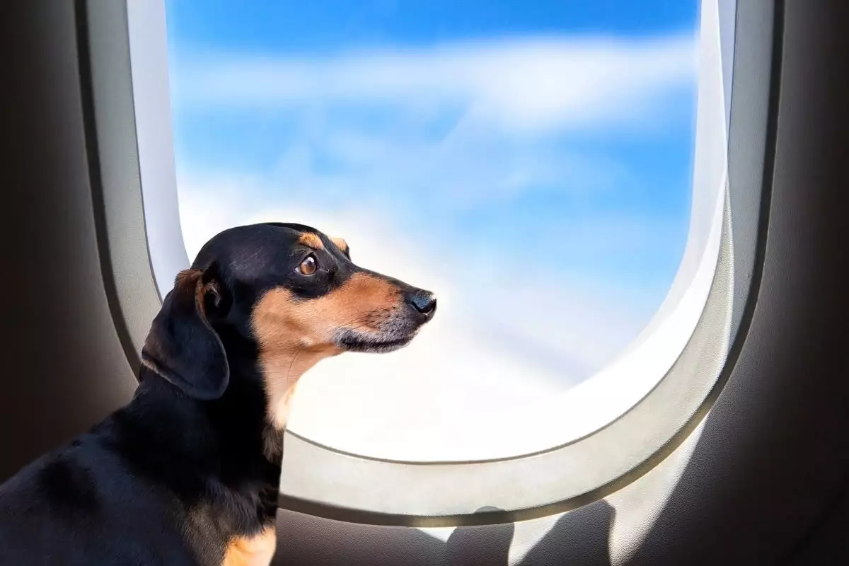 Из багажа - в пассажиры: авиакомпания для собак появилась в США