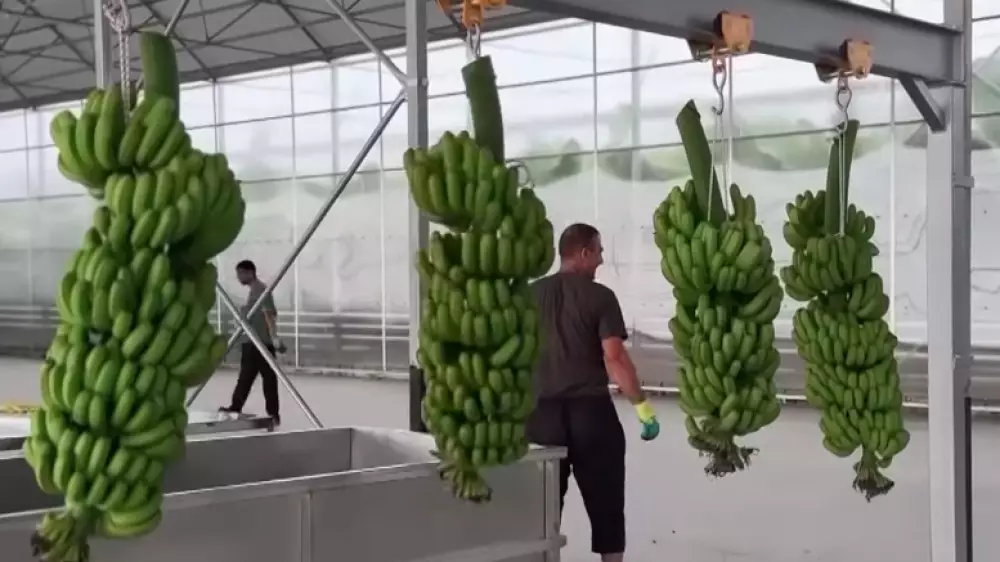 Первый урожай бананов начали собирать на юге Казахстана