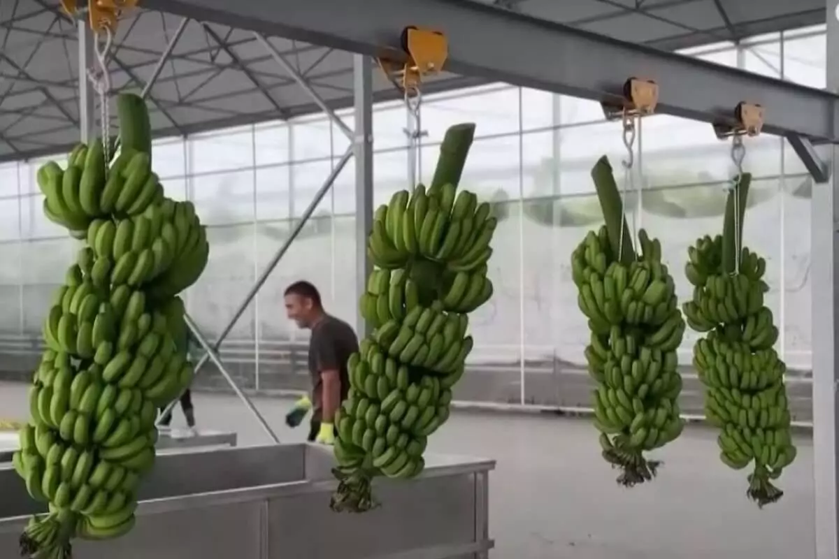 Первый урожай бананов на продажу начали снимать на юге Казахстана (ВИДЕО)