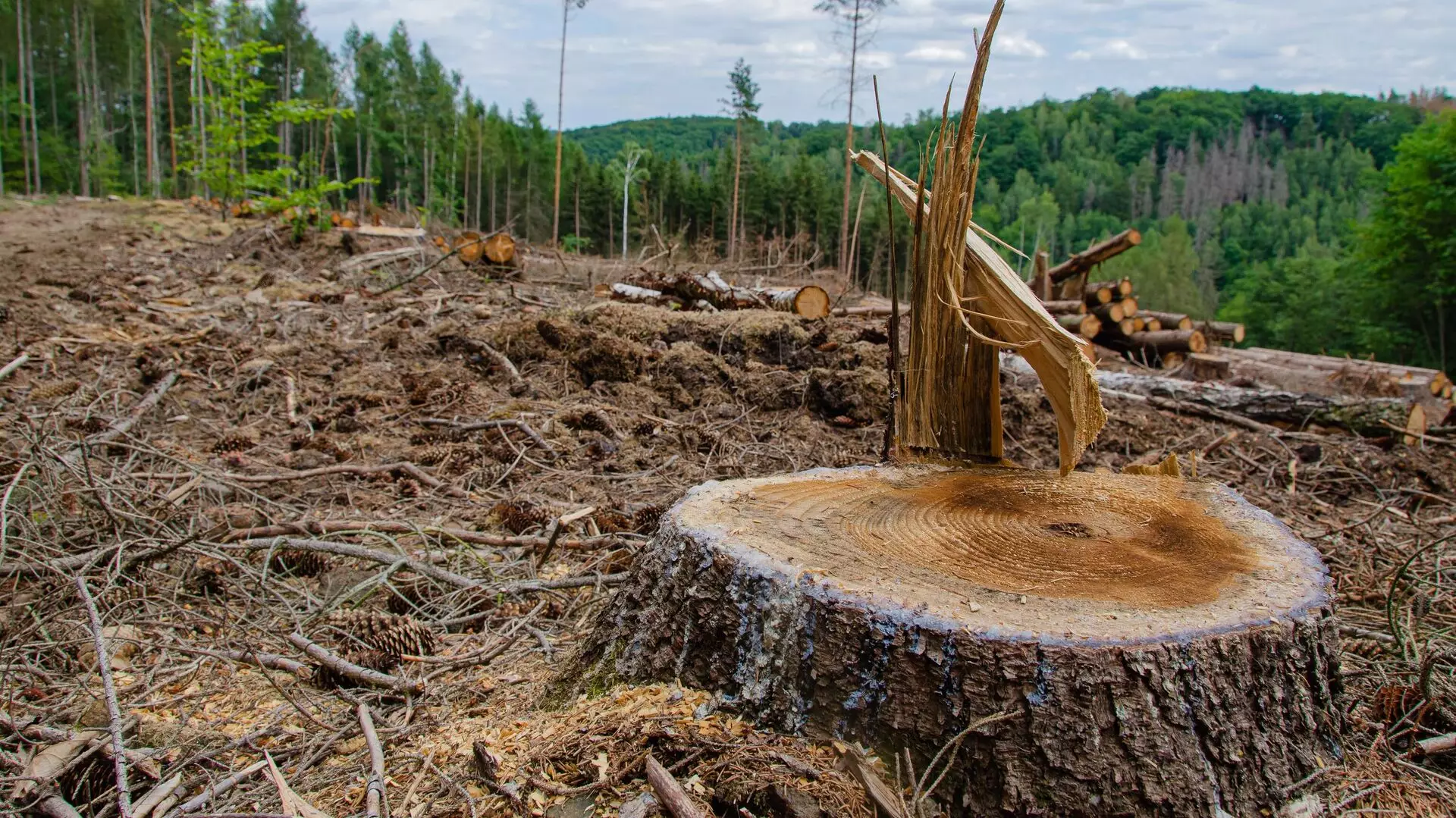 Незаконную вырубку и хищение леса предотвратили в области Абай