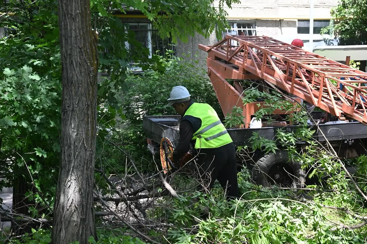 Таза Қазақстан: в Алматы началась санитарная обрезка и снос аварийных деревьев