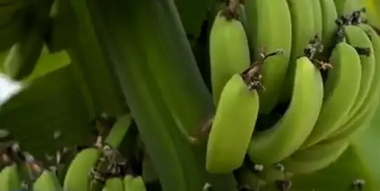 Түркістанда тұңғыш рет банан жеміс берді