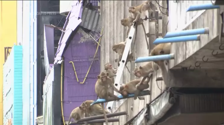 Спецоперация по отлову обезьян в Таиланде: замучавших туристов макак приманивают фруктами