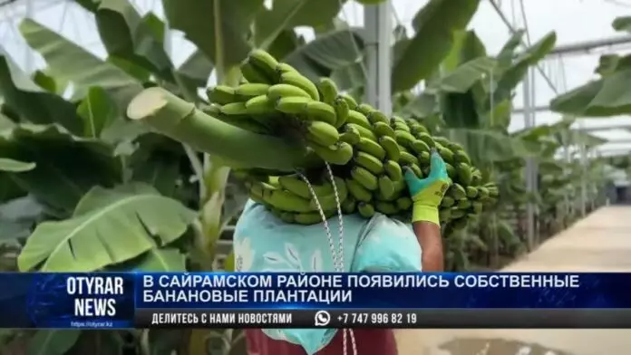 В Туркестанской области начался сбор бананов