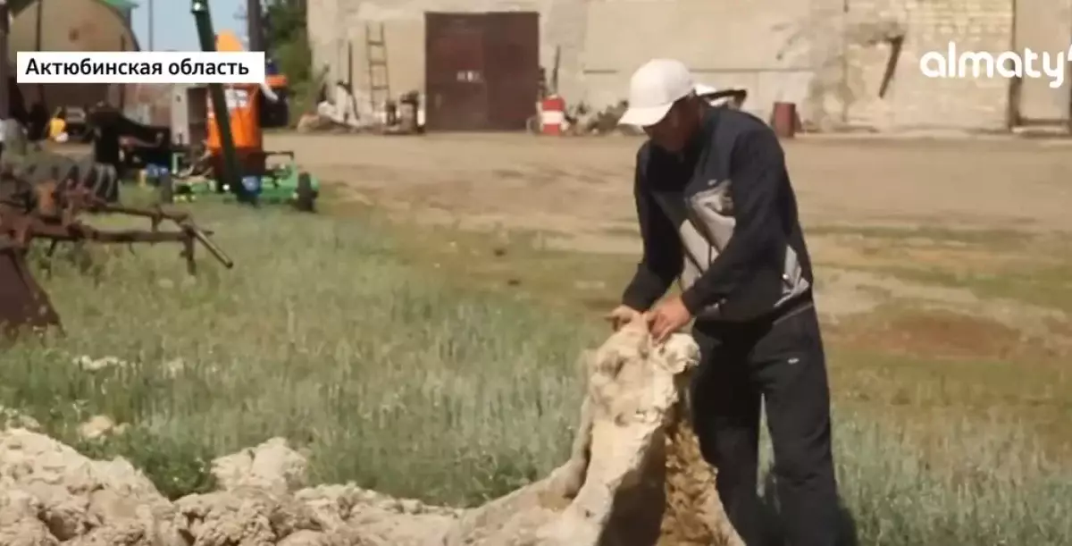 Избавляться от 90% шерсти овец ценной породы вынуждены в Актюбинской области