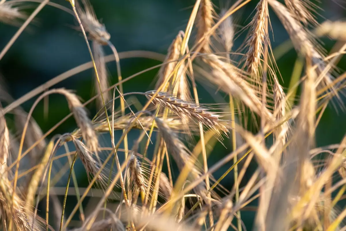 Снизится ли урожай зерновых из-за паводков в Казахстане