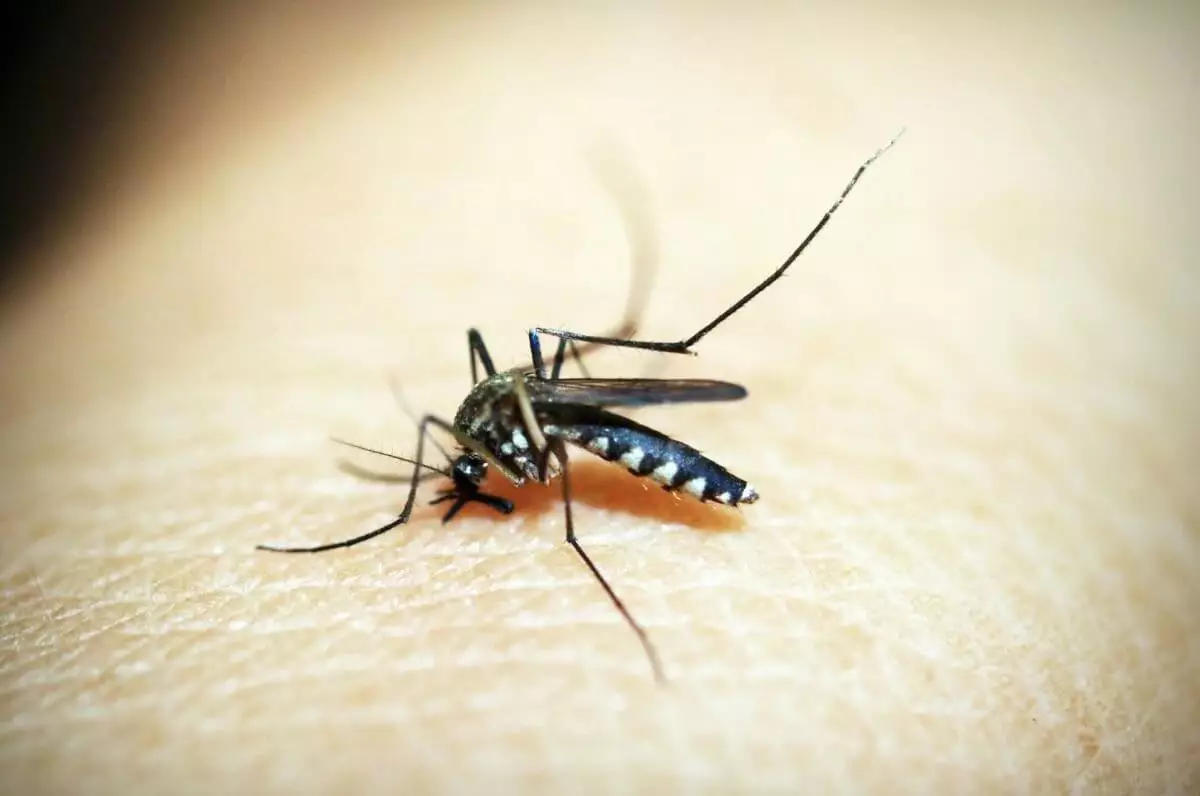 Невозможно находиться на улице: жители Костаная жалуются на комаров