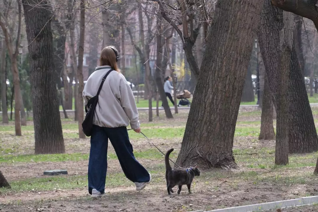 Программа чипирования домашних животных стартует в Алматы