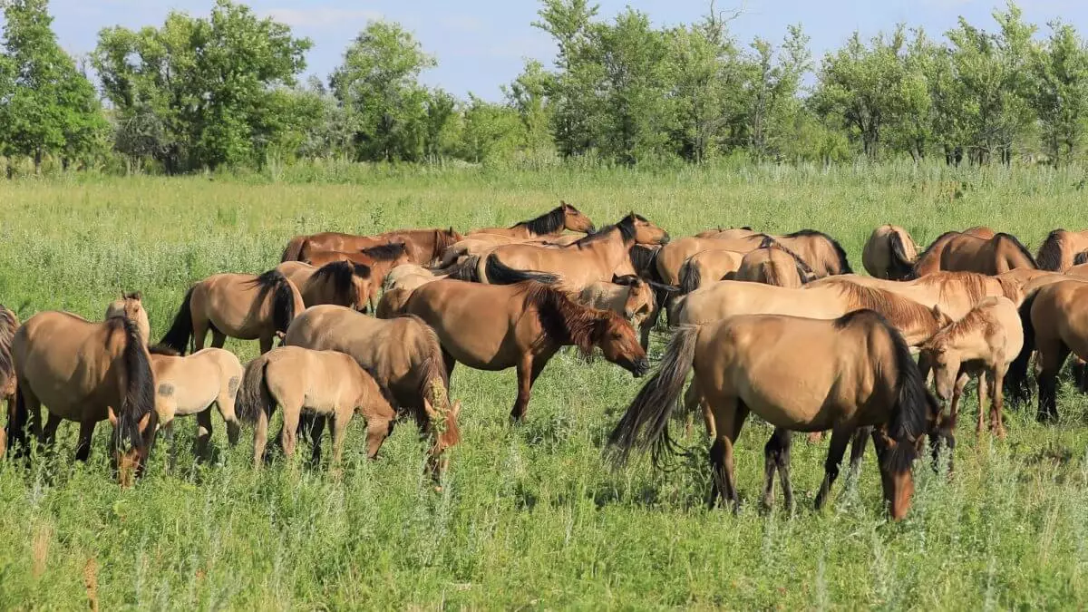 Институт коневодства и кормопроизводства создадут в Казахстане