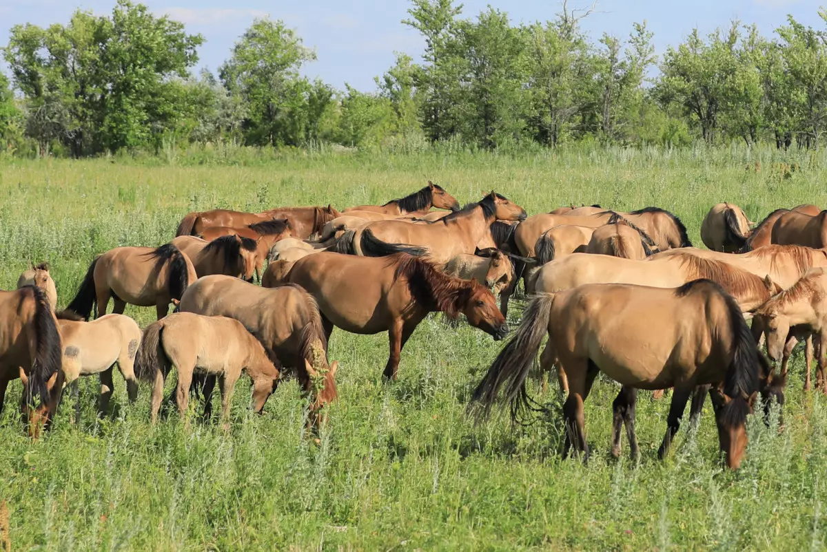 Институт коневодства создадут в Актюбинской области