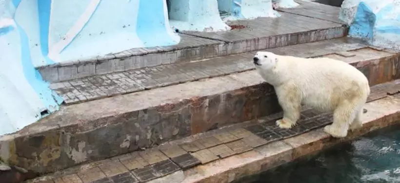 Стала известна причина гибели белого медведя в зоопарке Алматы