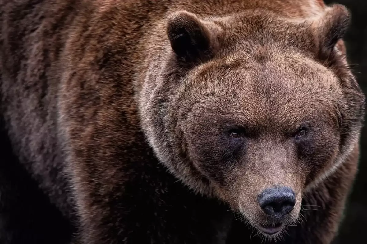 Медведь попал на камеру видеонаблюдения в Туркестанской области
