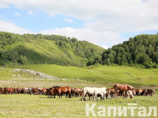 Казахстанские компании смогут поставлять кобылье молоко в Китай