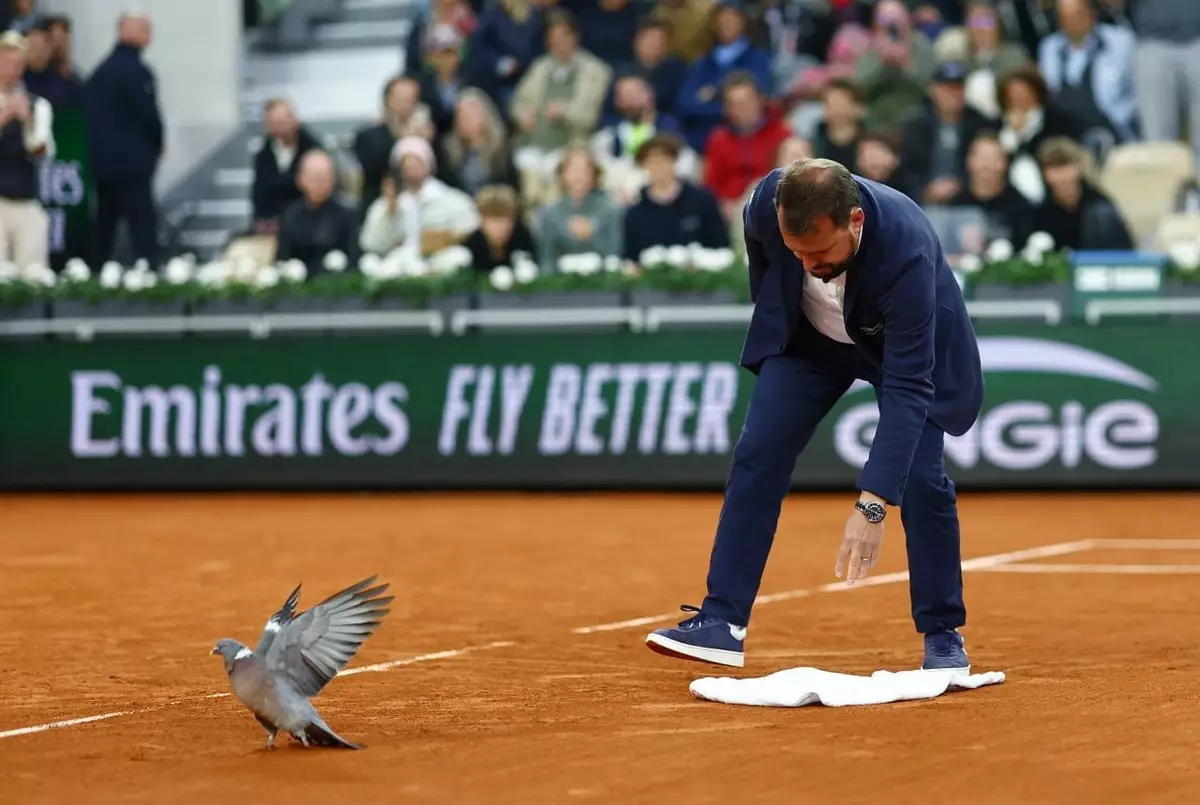 Матч Медведева и Махача на «Ролан Гаррос» прервал голубь