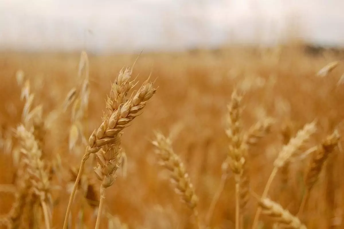 Казахстан может нарастить экспорт твердой пшеницы в Европу