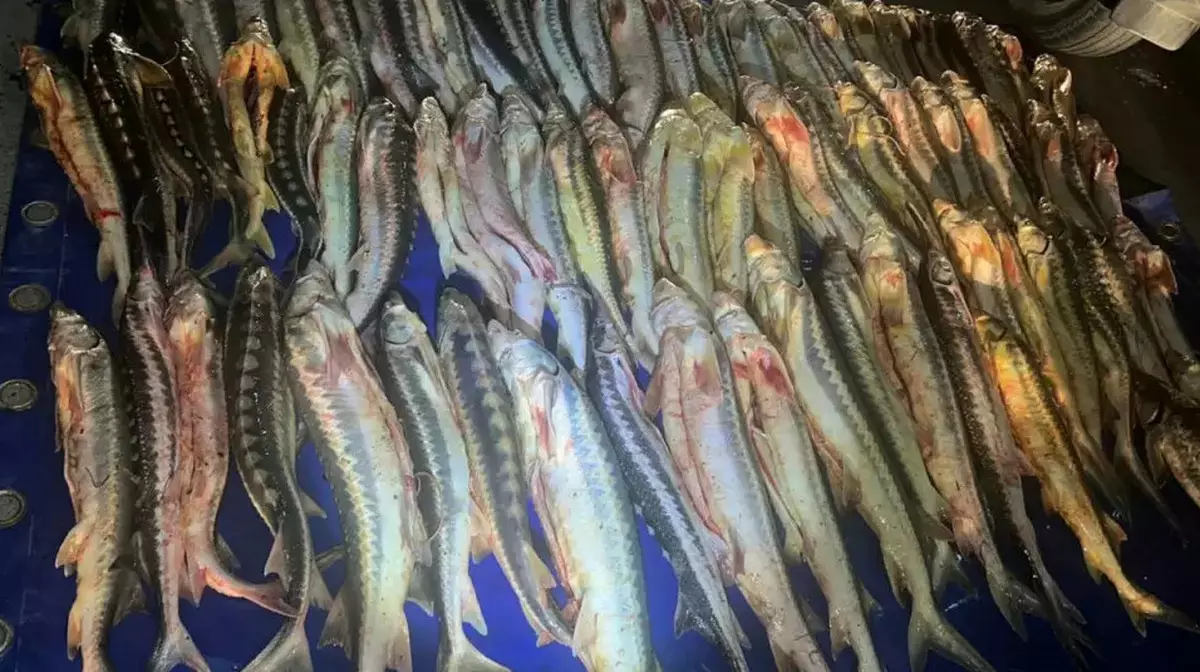 За два месяца у браконьеров изъяли около 10 тонн рыбы