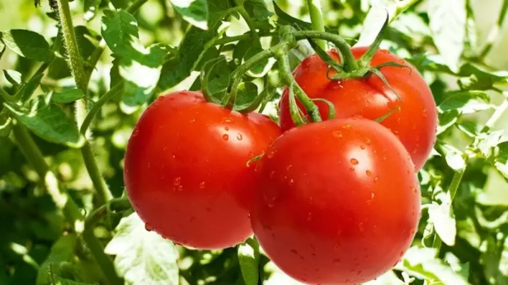 Опасный вирус обнаружили в помидорах, завезенных в Казахстан