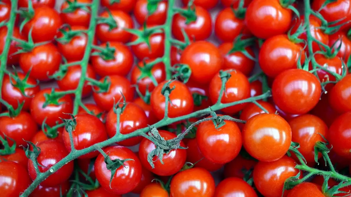 Зараженные томаты завезли в Казахстан