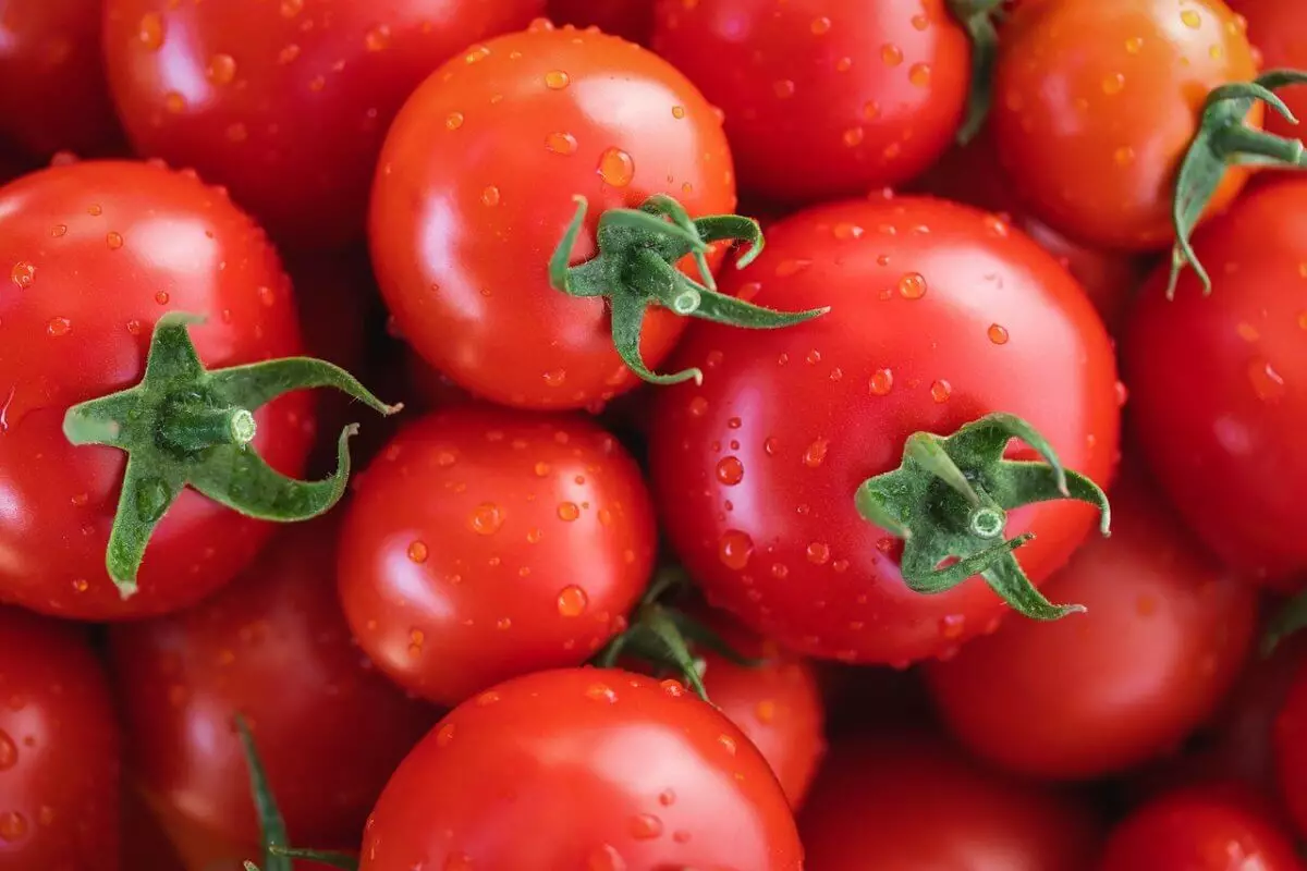Тонны помидоров с вирусом морщинистости чуть не завезли в Казахстан