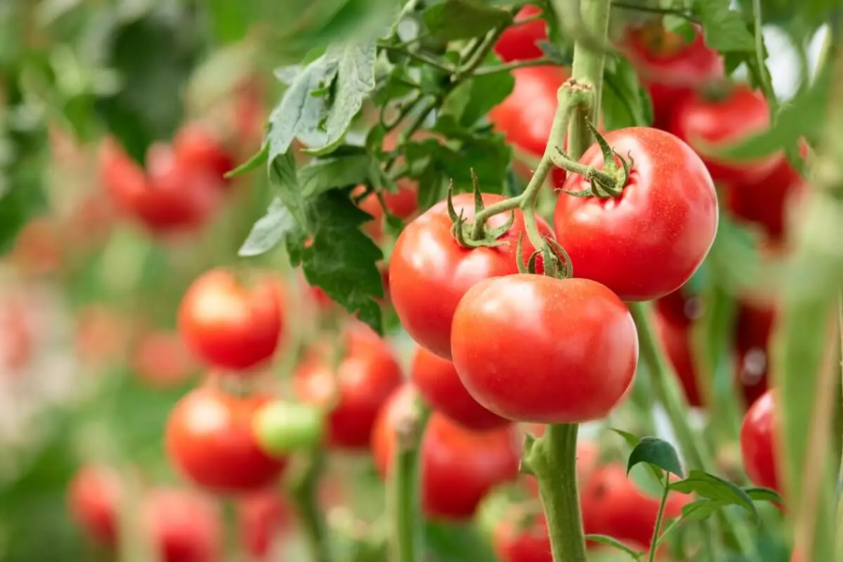 Казахстан вернул экспортерам зараженные томаты
