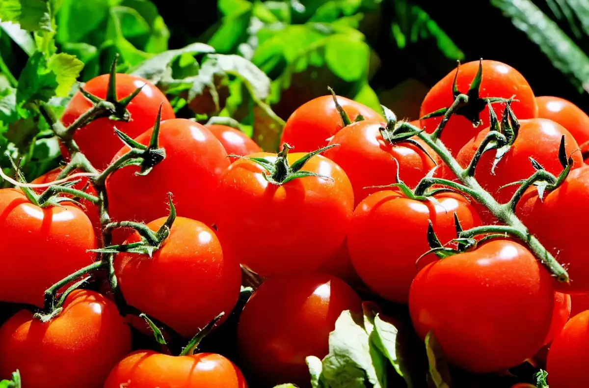 Почти 30 тонн зараженных томатов не пустили в Казахстан