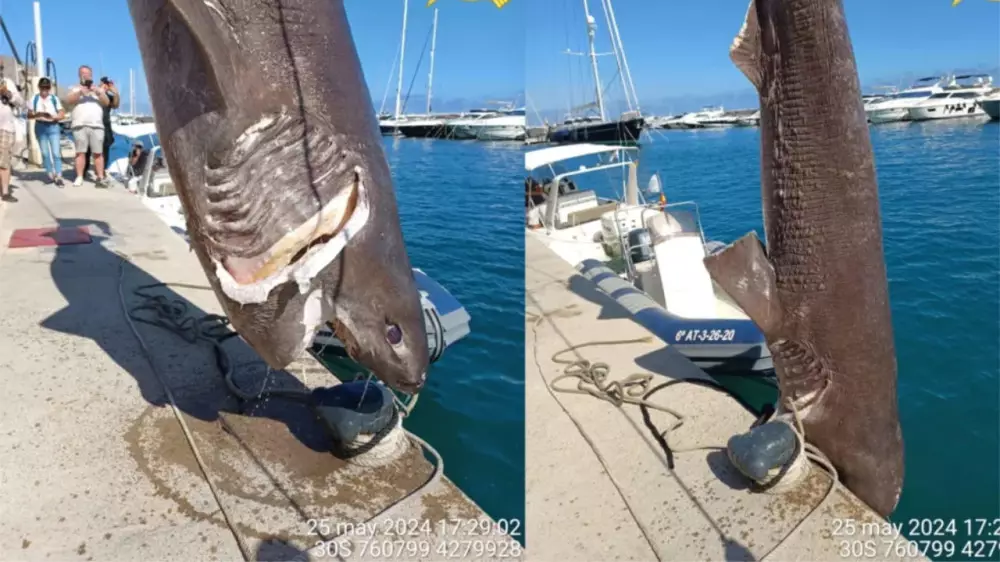 Опасная доисторическая акула найдена в Средиземном море