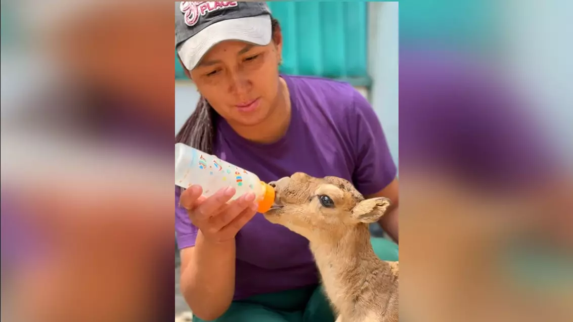Видео новорожденных животных Алматинского зоопарка умилило казахстанцев