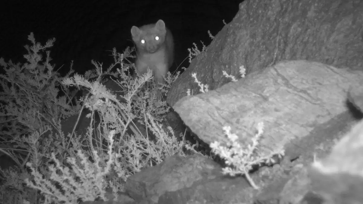Фотоловушка в Чарынском природном парке засняла, как каменная куница похищает яйца куропаток