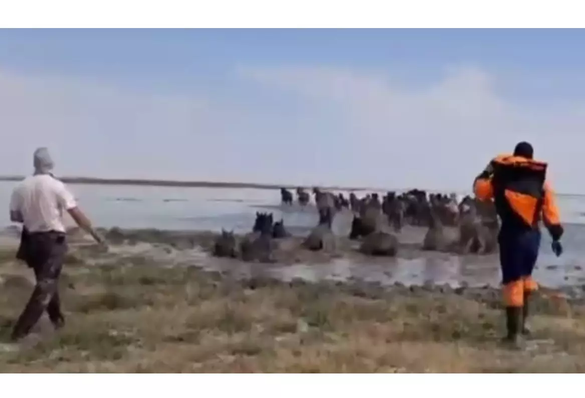 Попавший в окружение паводковых вод огромный табун лошадей спасли в Атырауской области
