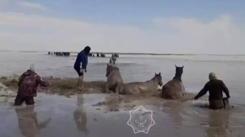 В Атырау спасено более 300 лошадей от наводнения за два дня