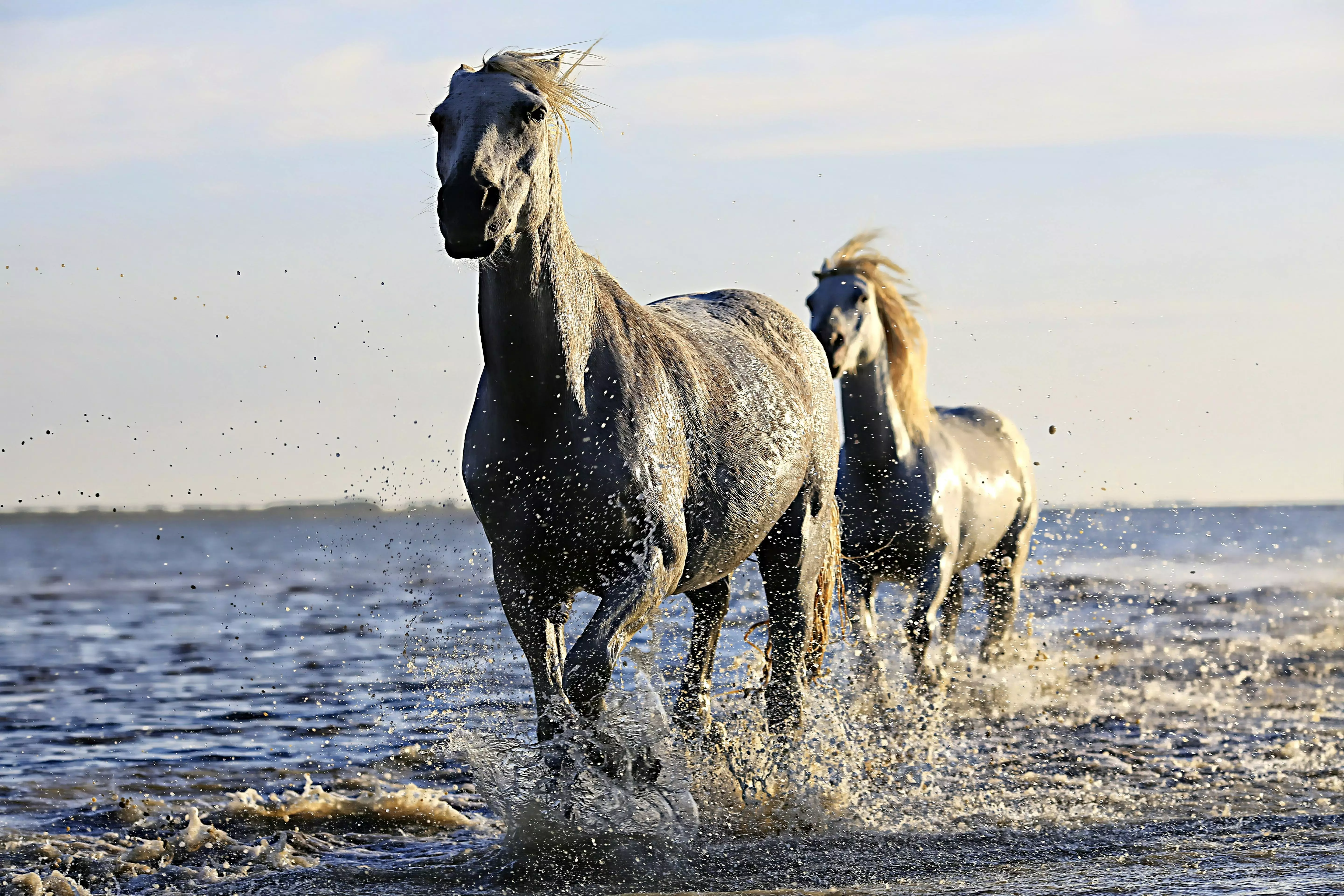 Паводки: более 300 лошадей спасли в Атырау за два дня
