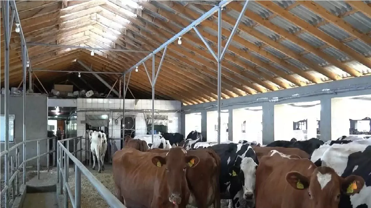 17 крупных животноводческих ферм в Шымкенте на грани закрытия