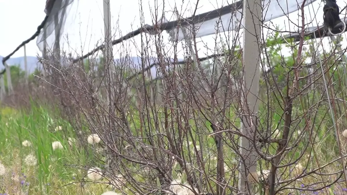 Остались без яблок: большой сад погиб в Жамбылской области