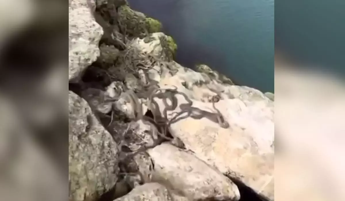 «Девочки кайфуют»: полчища змей сняли на видео на побережье Каспия
