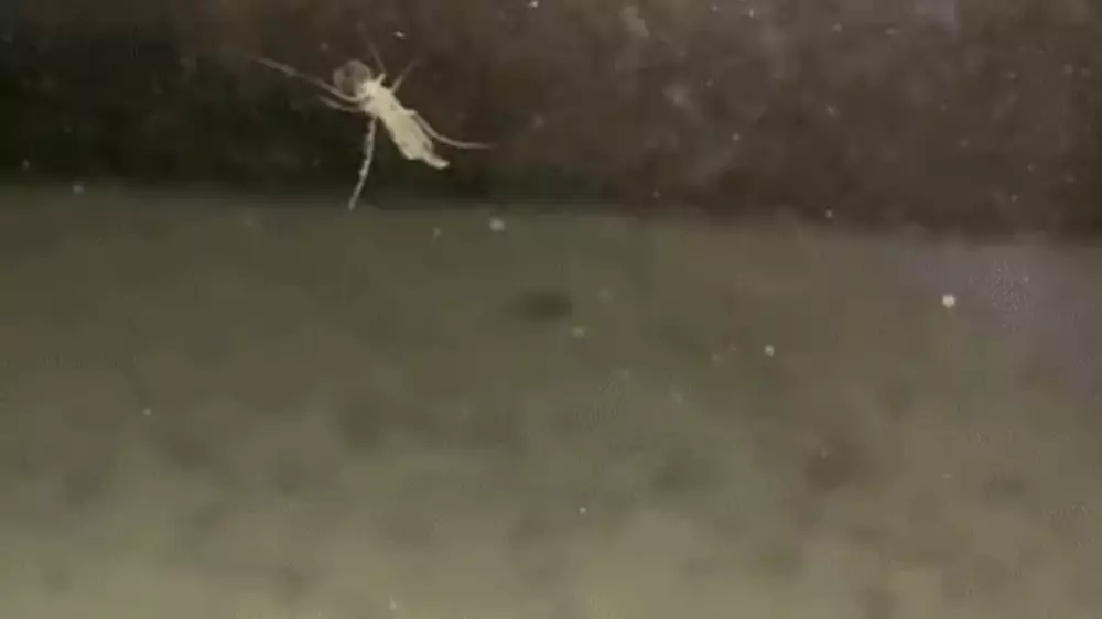 Нашествие необычных комаров попало на видео в Астане