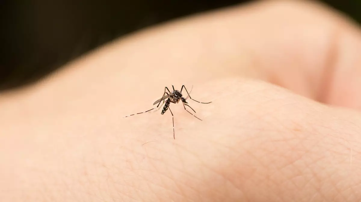Нашествие комаров-гигантов встревожило жителей Астаны