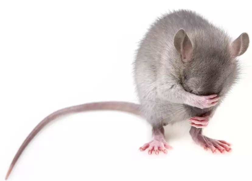 Ночной перекус крысы самсой в одном из киосков заметили павлодарцы