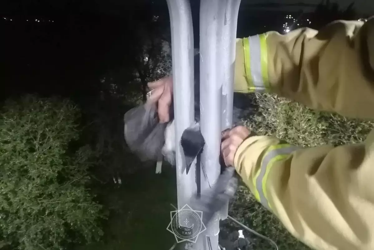 Пожарные спасли ворону, попавшую в беду в Кокшетау
