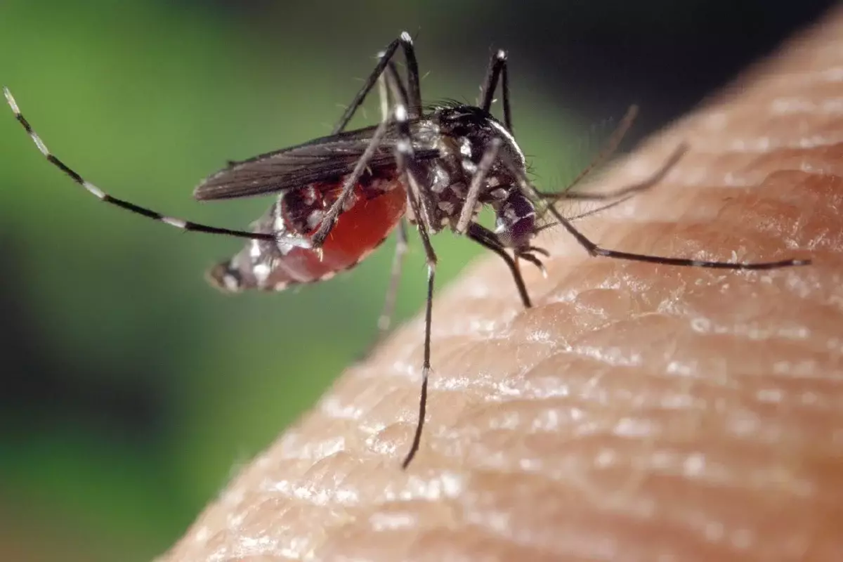 Нашествие комаров-гигантов встревожило жителей Астаны