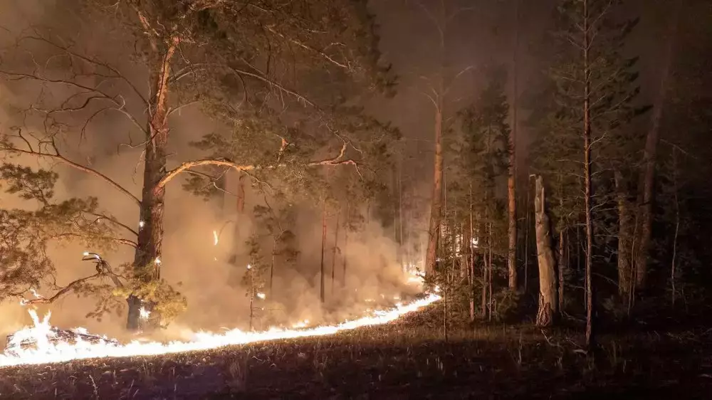 Крупный лесной пожар произошел в Жамбылской области