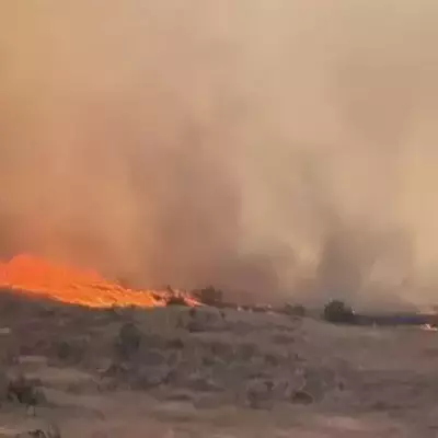 Крупный лесной пожар разгорелся в Жамбылской области