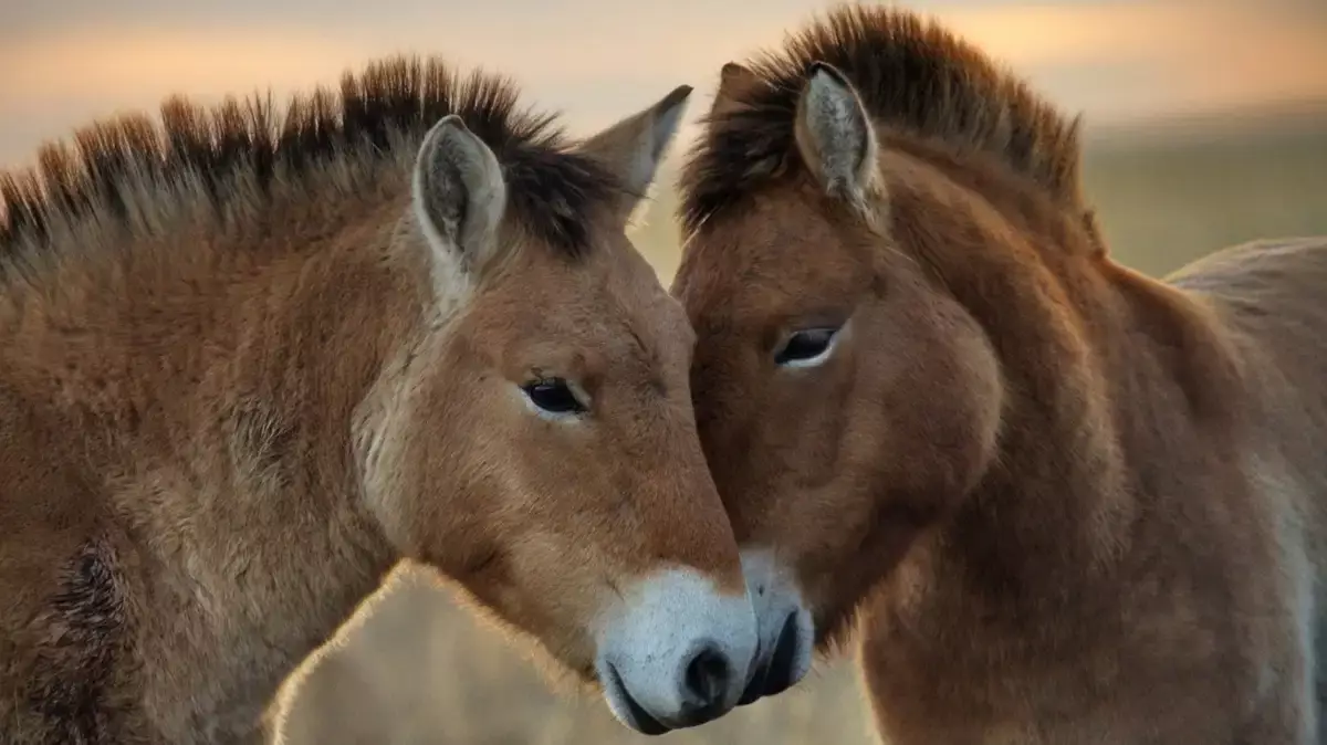 В Костанайской области будут восстанавливать популяцию лошади кертагы и керкулан